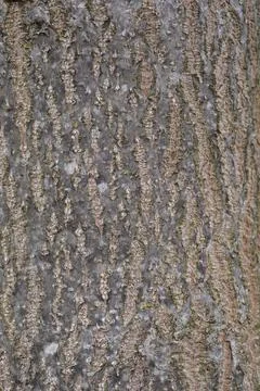 Empress tree Stock Photos