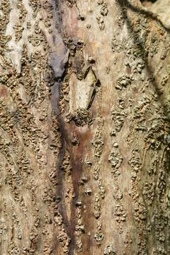 Empress tree Stock Photos