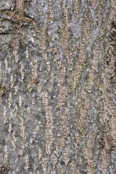 Empress tree Stock Photos