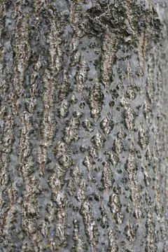 Empress tree Stock Photos