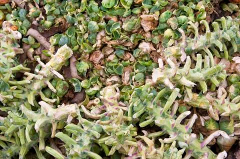 Emptied sprouts stems Stock Photos