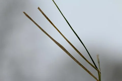 Emptiness with a thin branch and three thin leaves Stock Photos