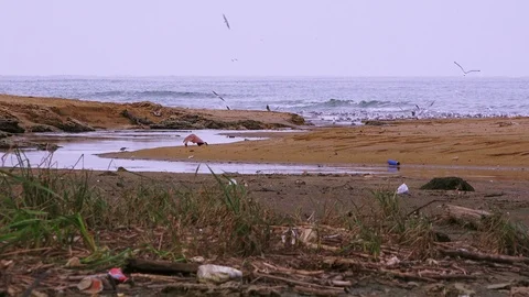 Empty abandoned beach Stock Footage 101842192