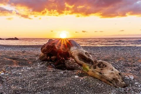 Empty abandoned beach with remains of a tree of a beautiful form after stor.. Stock Photos