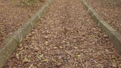 Empty abandoned path in forest. road in city park is covered with dry leaves Stock Footage 142397782