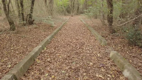 Empty abandoned path in forest. road in city park is covered with dry leaves Vidéo 142397789