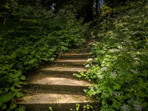 Empty abandoned stone staircase in a thick forest. Stock Photos