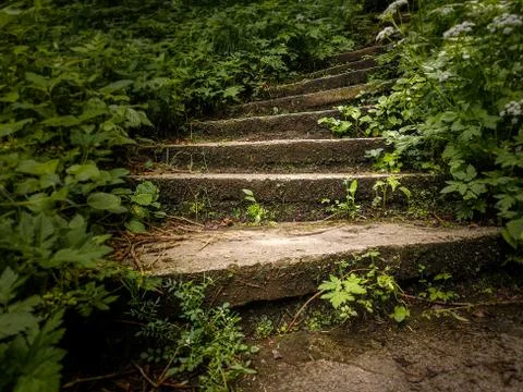 Empty abandoned stone staircase in a thick forest. Stock Photos
