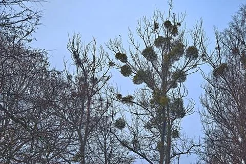 Empty abstract trees in the sky Stock Photos