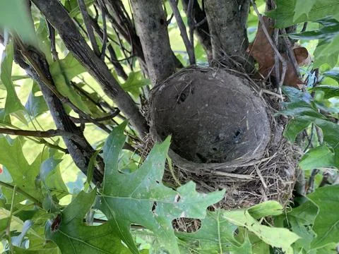 Empty American Robin's Nest Stock Photos