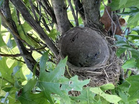 Empty American Robin's Nest Stock Photos