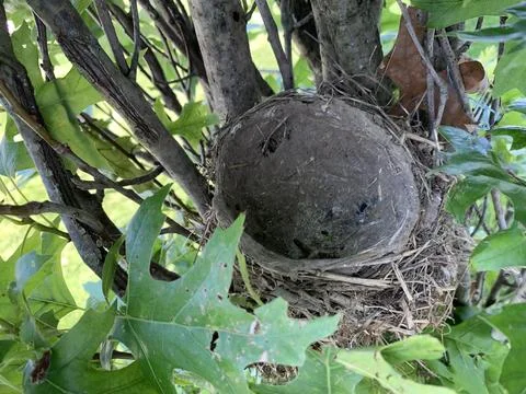 Empty American Robin's Nest Stock Photos