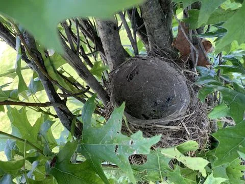 Empty American Robin's Nest Stock Photos