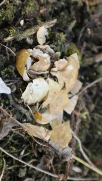 Empty and crushed snail shells 스톡 사진