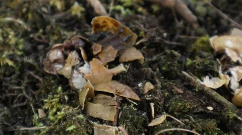 Empty and crushed snail shells 写真素材