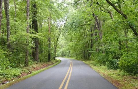 An empty and quiet winding road through a lush green trees Stock Photos