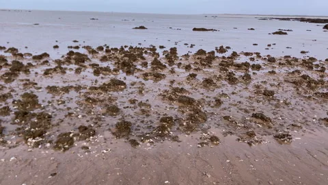 Empty Andalusian beach at low tide exposing textured mudflats, shell fragments Stock Footage 328953001