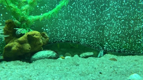 Empty aquarium with plants. No fishes. Colorful underwater. Stock Footage