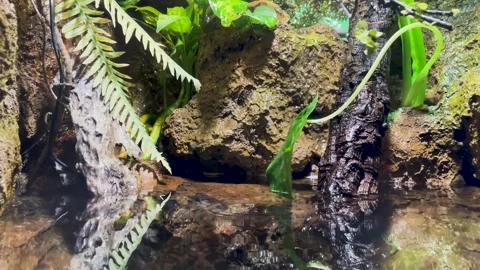 Empty aquarium, terrarium for turtle, snake, lizard Stock Footage 249689695