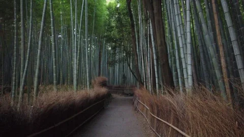Empty Arashiyama Bamboo Forest Path in Kyoto Japan, Peaceful Nature Travel Stock Footage 346258197