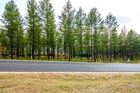 Empty asphalt road and forest landscape. Stock Photos