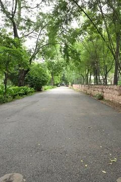 Empty asphalt road beneath lush tree canopy in peaceful green park landscape Stock Photos