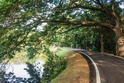 Empty asphalt road between trees and lake in Ang Kaew Reservoir. Massive tree Stock Photos