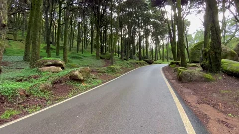 Empty asphalt road in a forest with pines and trees Stock Footage 220221788
