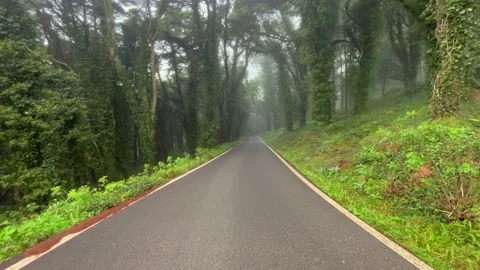 Empty asphalt road in a forest with pines and trees with yellow foliage Stock Footage 220678412