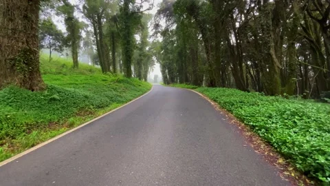 Empty asphalt road in a forest with pines and trees with yellow foliage Stock Footage 220678421