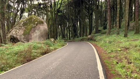 Empty asphalt road in a forest with pines and trees Stock Footage 220686712