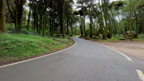 Empty asphalt road in a forest with pines and trees Stock Footage 220686725