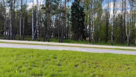 An empty asphalt road next to a birch-pine forest immersed in greenery Stock Footage 334067157