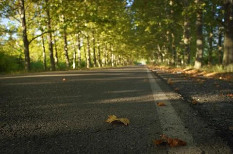 Empty asphalt road surrounded with trees in sun light. Closeup of colorful Stock Photos