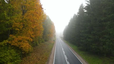 Empty asphalt road through a colorful autumn forest on a foggy morning, sce.. Stock Footage 337171948