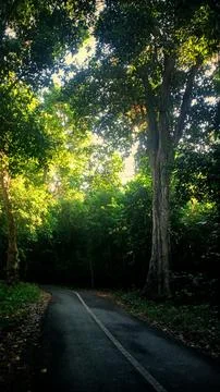 Empty Asphalt Road Through Lush Green Forest Stock Photos