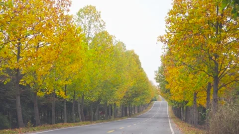 Empty asphalt road winding through a scenic forest Video stock 347050697