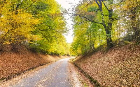 Empty asphalt road winding through a forest with colorful autumn leaves and.. Stock Photos