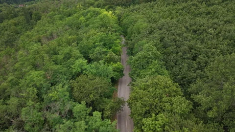 An empty asphalt road winds through a dense, vibrant green forest, presenting a Stock Footage 340852432
