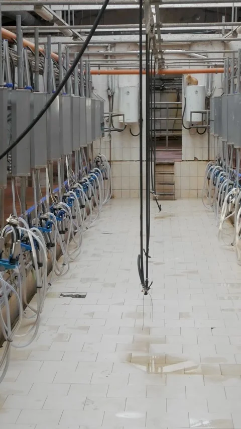 Empty Automated Milking Parlor In Vertical Format Stock Footage 340234567