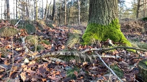 Empty autumn forest with leafs Stock Footage 145943643