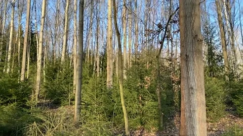 Empty autumn forest with tree and blue sky Stock Footage 145943618