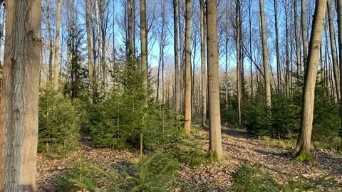 Empty autumn forest with tree and blue sky Stock Footage 145943619