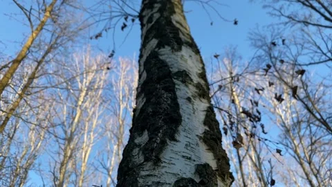 Empty autumn forest with tree and blue sky Stock Footage 145943620