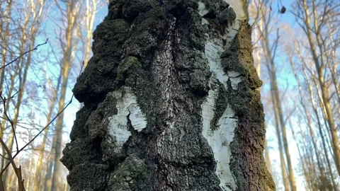 Empty autumn forest with tree and blue sky Stock Footage 145943621