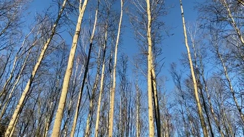 Empty autumn forest with tree Stock Footage 145943624