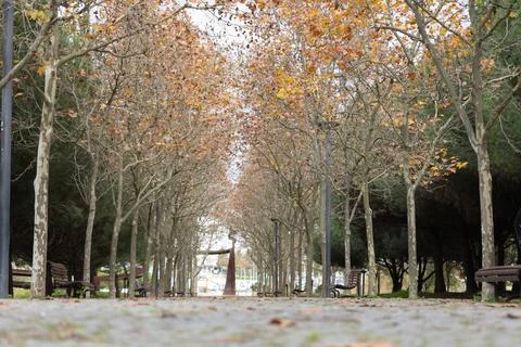 An empty autumn park and a path strewn with fallen leaves Stock Photos