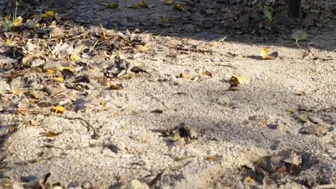 Empty autumn park 库存影片 84772478