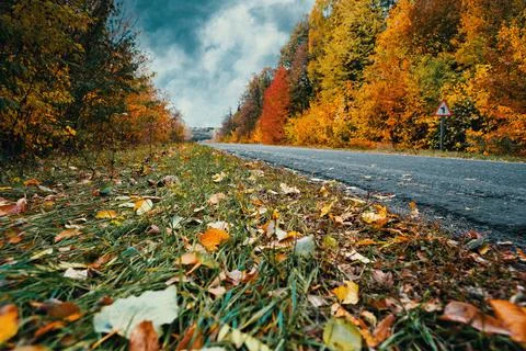 Empty autumn road in the middle of the forest in autumn colors. Selective foc Stock Photos