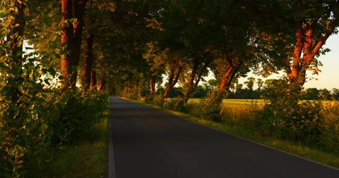 Empty Avenue at Sunset [8K] Stock Footage 204140575
